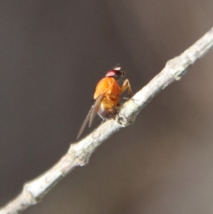 Sapromyza sp. (genus) at Moruya, NSW - suppressed