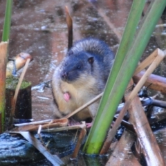 Hydromys chrysogaster (Rakali or Water Rat) at Fyshwick, ACT - 21 Jun 2023 by Harrisi