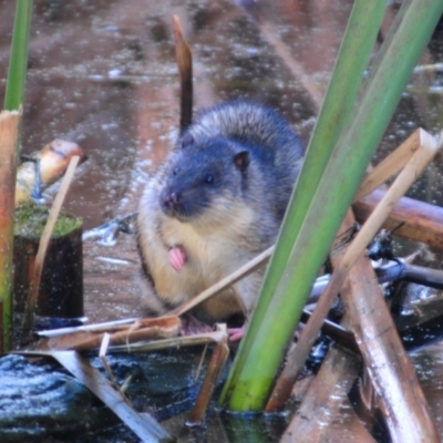 Hydromys chrysogaster (Rakali or Water Rat) at Fyshwick, ACT - 21 Jun 2023 by Harrisi