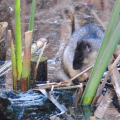 Hydromys chrysogaster at Fyshwick, ACT - 21 Jun 2023