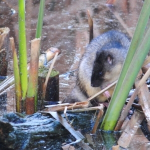 Hydromys chrysogaster at Fyshwick, ACT - 21 Jun 2023