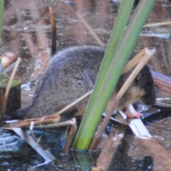 Hydromys chrysogaster at Fyshwick, ACT - 21 Jun 2023