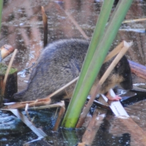 Hydromys chrysogaster at Fyshwick, ACT - 21 Jun 2023