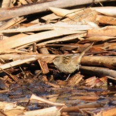 Poodytes gramineus (Little Grassbird) at Fyshwick, ACT - 20 Jun 2023 by Harrisi