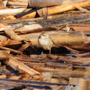 Poodytes gramineus at Fyshwick, ACT - 20 Jun 2023