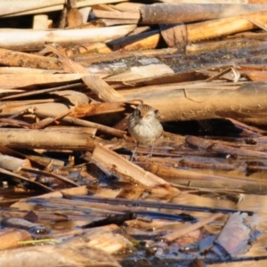 Poodytes gramineus at Fyshwick, ACT - 20 Jun 2023