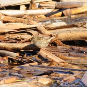 Poodytes gramineus at Fyshwick, ACT - 20 Jun 2023