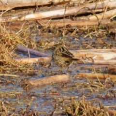 Poodytes gramineus at Fyshwick, ACT - 20 Jun 2023