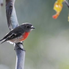 Petroica boodang (Scarlet Robin) at Namadgi National Park - 14 Jun 2023 by Harrisi