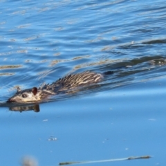 Hydromys chrysogaster (Rakali or Water Rat) at Fyshwick, ACT - 21 Jun 2023 by RodDeb