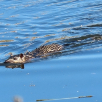 Hydromys chrysogaster (Rakali or Water Rat) at Fyshwick, ACT - 21 Jun 2023 by RodDeb