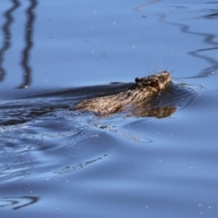 Hydromys chrysogaster (Rakali or Water Rat) at Jerrabomberra Wetlands - 21 Jun 2023 by RodDeb