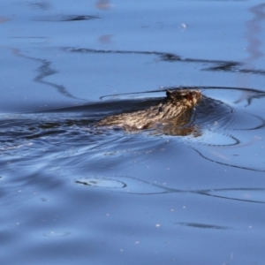 Hydromys chrysogaster at Fyshwick, ACT - 21 Jun 2023