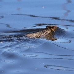 Hydromys chrysogaster at Fyshwick, ACT - 21 Jun 2023