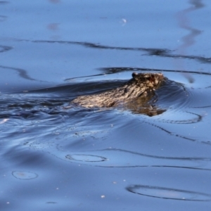 Hydromys chrysogaster at Fyshwick, ACT - 21 Jun 2023