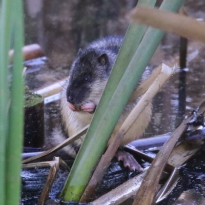 Hydromys chrysogaster (Rakali or Water Rat) at Fyshwick, ACT - 21 Jun 2023 by RodDeb