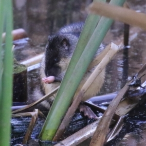 Hydromys chrysogaster at Fyshwick, ACT - 21 Jun 2023