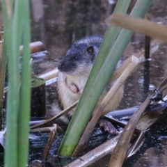 Hydromys chrysogaster at Fyshwick, ACT - 21 Jun 2023