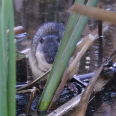 Hydromys chrysogaster at Fyshwick, ACT - 21 Jun 2023