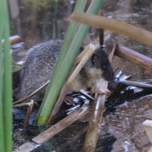 Hydromys chrysogaster at Fyshwick, ACT - 21 Jun 2023