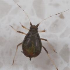 Aphididae (family) at Wellington Point, QLD - 17 Jun 2023 by TimL