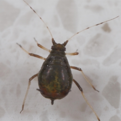 Unidentified Psyllid, lerp, aphid or whitefly (Hemiptera, several families) at Wellington Point, QLD - 17 Jun 2023 by TimL