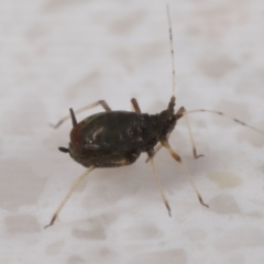 Aphididae (family) at Wellington Point, QLD - suppressed