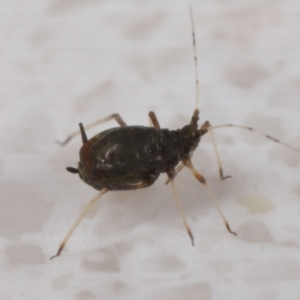 Aphididae (family) at Wellington Point, QLD - suppressed