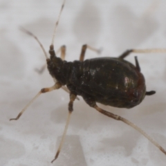 Aphididae (family) at Wellington Point, QLD - suppressed