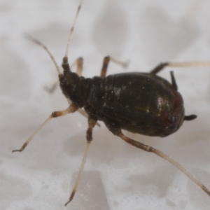 Aphididae (family) at Wellington Point, QLD - suppressed