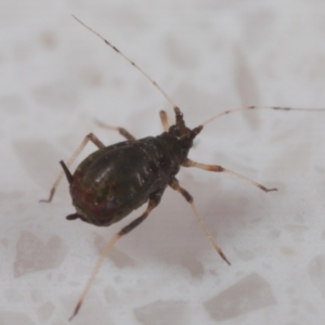 Aphididae (family) at Wellington Point, QLD - suppressed