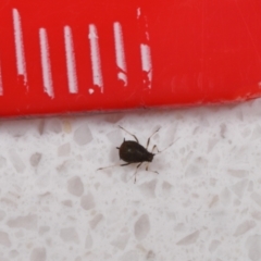 Aphididae (family) at Wellington Point, QLD - suppressed