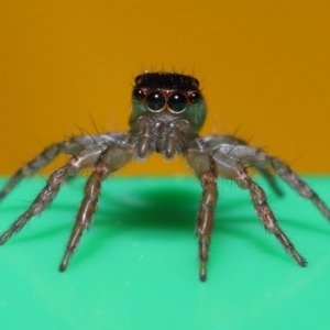 Salticidae (family) at Wellington Point, QLD - suppressed