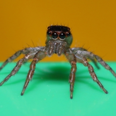 Unidentified Spider (Araneae) at Wellington Point, QLD - 17 Jun 2023 by TimL
