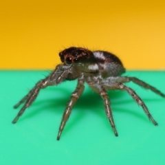 Salticidae (family) at Wellington Point, QLD - suppressed