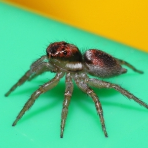 Salticidae (family) at Wellington Point, QLD - suppressed