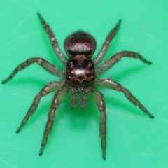 Salticidae (family) at Wellington Point, QLD - suppressed