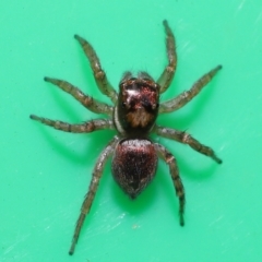 Salticidae (family) at Wellington Point, QLD - suppressed