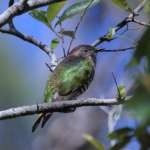 Chrysococcyx lucidus at Capalaba, QLD - 21 Jun 2023 11:00 AM