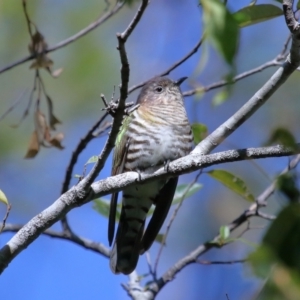 Chrysococcyx lucidus at Capalaba, QLD - 21 Jun 2023 11:00 AM