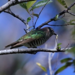 Chrysococcyx lucidus at Capalaba, QLD - 21 Jun 2023