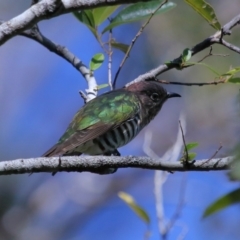 Chrysococcyx lucidus at Capalaba, QLD - 21 Jun 2023 11:00 AM