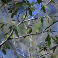 Chrysococcyx lucidus at Capalaba, QLD - 21 Jun 2023 11:00 AM