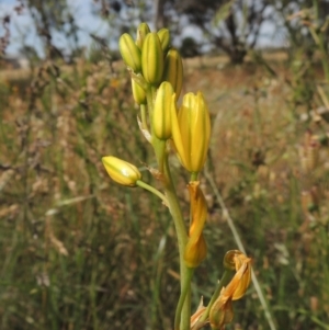 Bulbine bulbosa at Bowning, NSW - 11 Dec 2022 03:13 PM