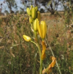 Bulbine bulbosa (Golden Lily) at Bowning, NSW - 11 Dec 2022 by michaelb