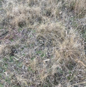 Eragrostis curvula at Hackett, ACT - 21 Jun 2023 04:20 PM