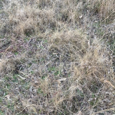 Eragrostis curvula (African Lovegrass) at Hackett, ACT - 21 Jun 2023 by waltraud