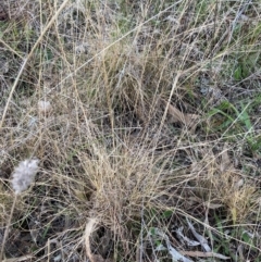 Eragrostis curvula at Hackett, ACT - 21 Jun 2023 04:20 PM