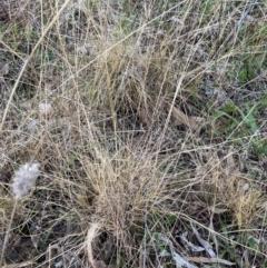 Eragrostis curvula at Hackett, ACT - 21 Jun 2023