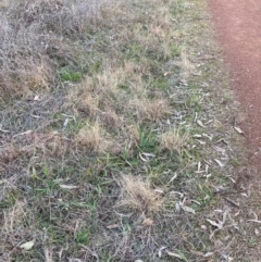 Eragrostis curvula at Hackett, ACT - 21 Jun 2023